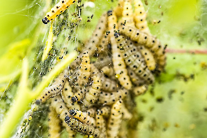 Invasion MARTINET Thierry