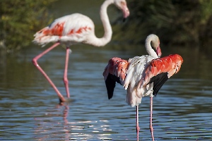 Je te palis FIAULT Alain