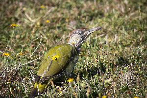 J'essaie de me cacher CHEREAU Jean-Baptiste