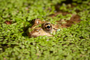 La grenouille Labonde Anne-Marie