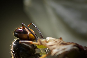 2024 Regional IP Nature