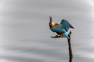 La tête à l'envers CONTASSOT Philippe