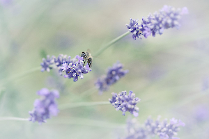 Lavande MILLIET Laurent