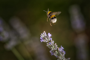 Le Bourdon MILLIET Laurent