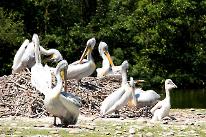 Le nid Labonde Anne-Marie