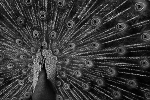 Le paon MILLIET Laurent