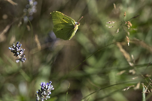 le papillon MILLIET Laurent