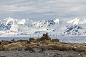 L'heure de la sieste CONTASSOT Philippe