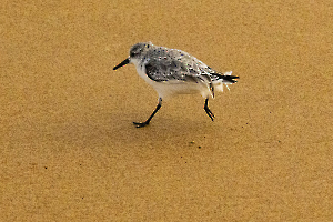 Limicole pressé MOSNIER Michel