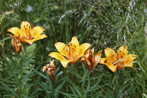 lys orangé FOUEL Jacques