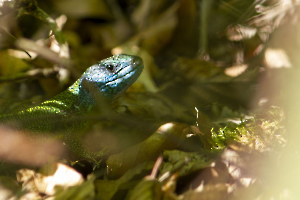 Même pas vu CHEREAU Jean-Baptiste