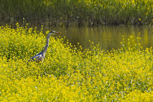 Mon étang jaune CHEREAU Jean-Baptiste
