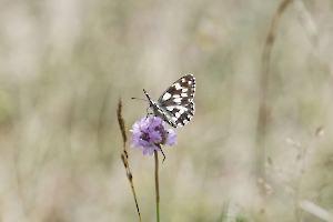 papillon FOUEL Jacques