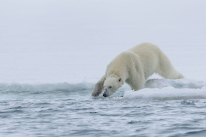 Pêche au phoque CONTASSOT Philippe