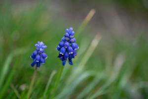 Petites fleurs Labonde Anne-Marie