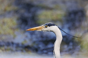 Portrait de héron LAMBOEUF Bernard