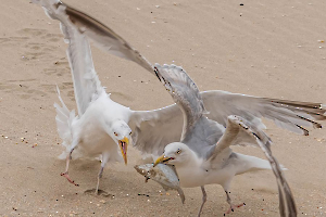 2024 Regional IP Nature