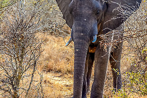 Promeneur MARTINET Thierry