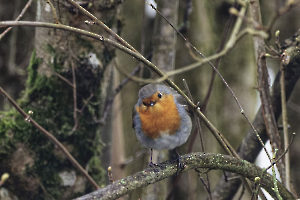 rougegorge FOUEL Jacques