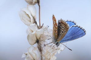 Sérénité BEAUFILS Monique