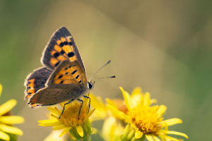 Simplement cuivré CHEREAU Jean-Baptiste