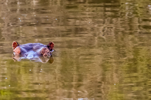 Sous-marin MARTINET Thierry