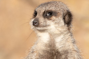 Suricate coquin Labonde Anne-Marie