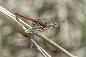 Suspends ton vol LAMBOEUF Bernard