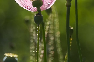 Ultime pétale BEAUFILS Monique