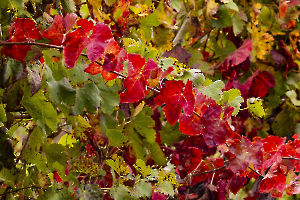 Vigne flamboyante MOSNIER Michel
