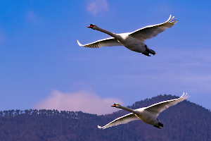 Vol de cygnes MOSNIER Michel