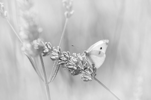 2024 Regional Papier monochrome