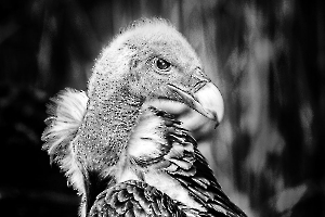 Regard en coin LAMBOEUF Bernard