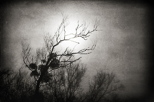 2024 Regional Papier monochrome