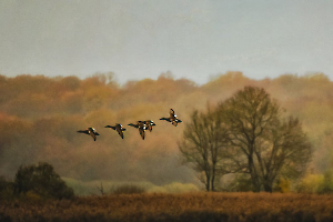 En file indienne  - Beaufils M