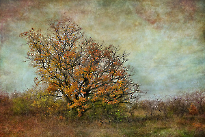 Le petit chêne - Beaufils M