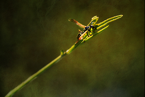 L_Milliet_Délicatesse2