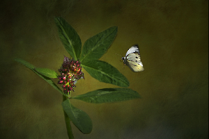 L_Milliet_Délicatesse3