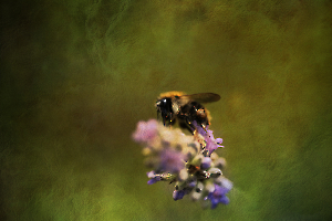 L_Milliet_Délicatesse4