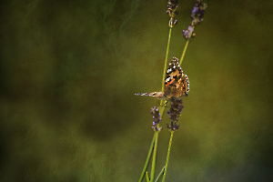 L_Milliet_Délicatesse5