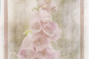 M_Beaufils_Gant de bergère3