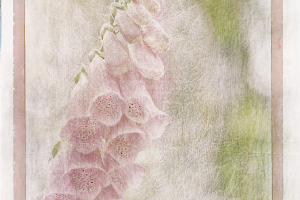 M_Beaufils_Gant de bergère5