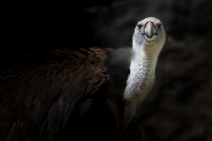 P_Contassot_Regards1