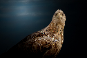 P_Contassot_Regards2