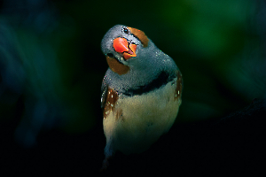 P_Contassot_Regards3