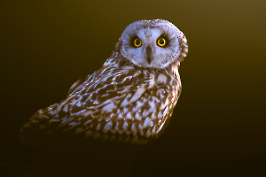 P_Contassot_Regards4