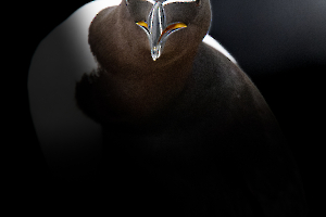 P_Contassot_Regards5