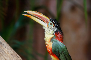 2023 Regional ip couleur