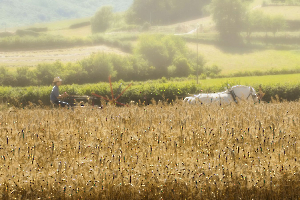 moisson à l'ancienne
