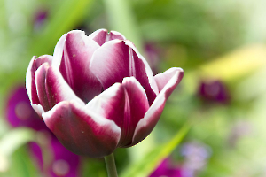 Une tulipe chez Monet